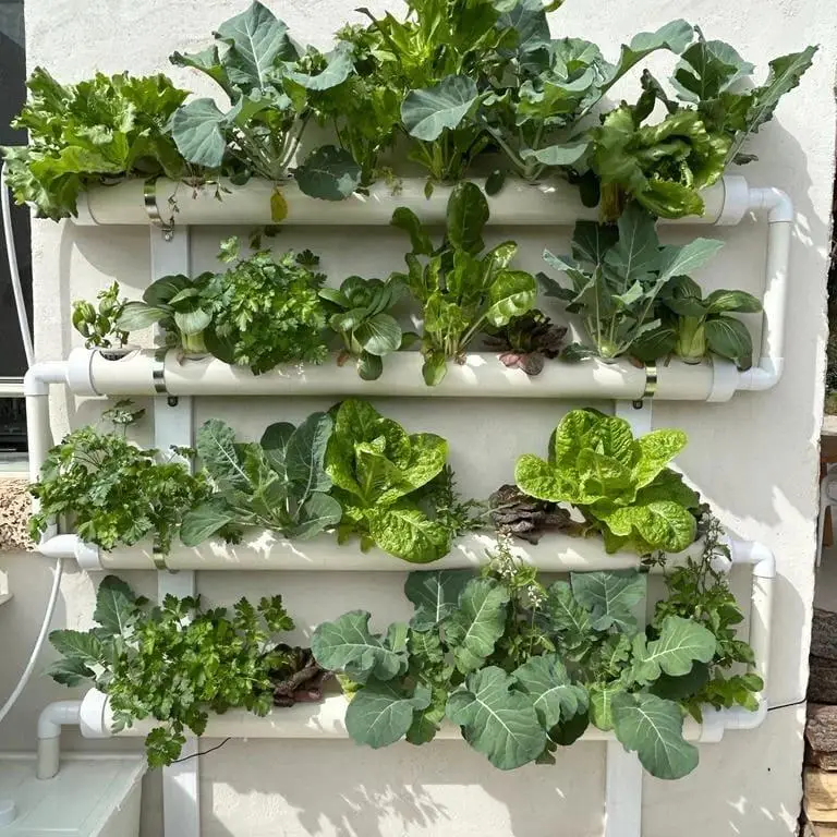 מערכת הידרופונית על קיר