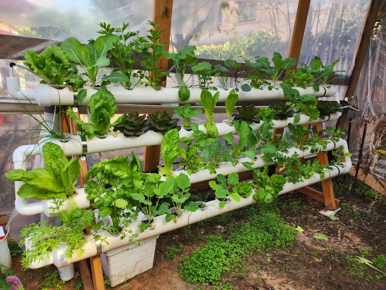 מערכת הידרופונית על סטנד